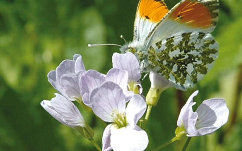 British Standard to raise Biodiversity