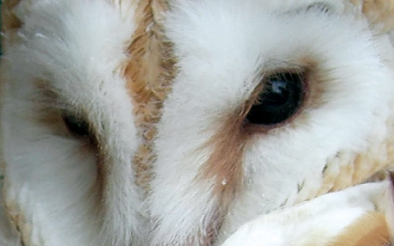 Barn Owls, Development and Mitigation