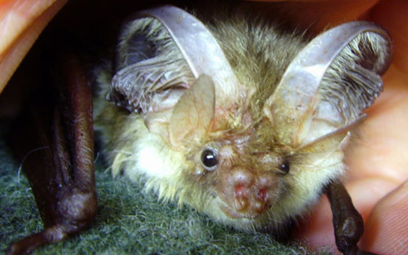 New Natural England Bat Licence