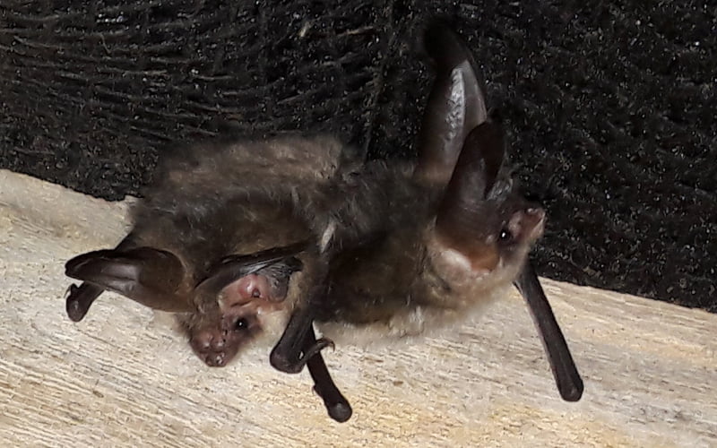 Natural England Bat Low Impact Class Licence