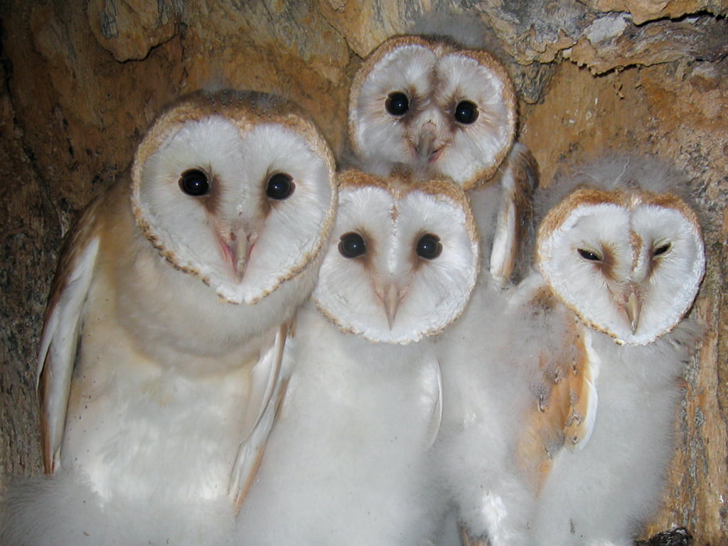 Off site Barn Owl mitigation successfully achieved