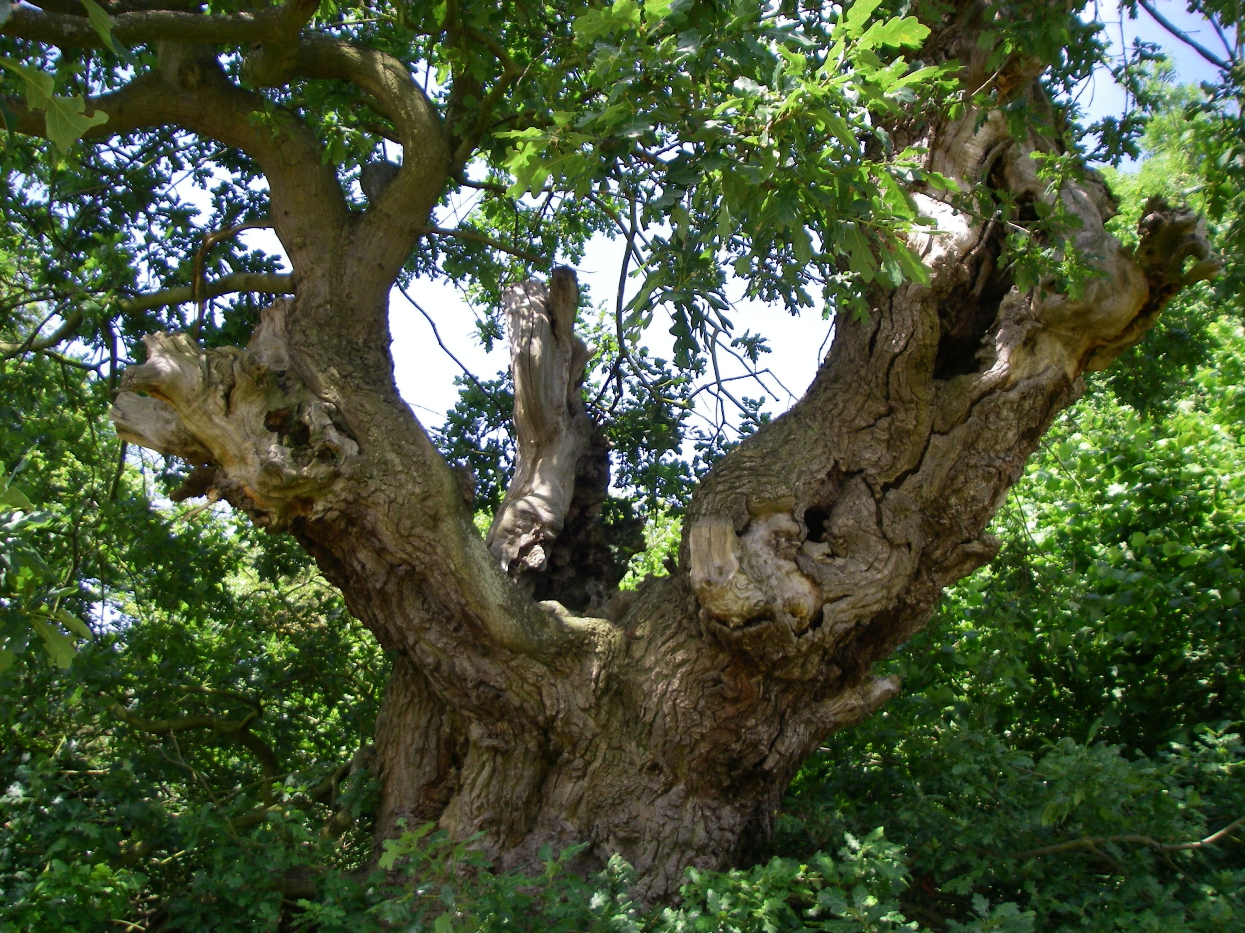Veteran Oak tree