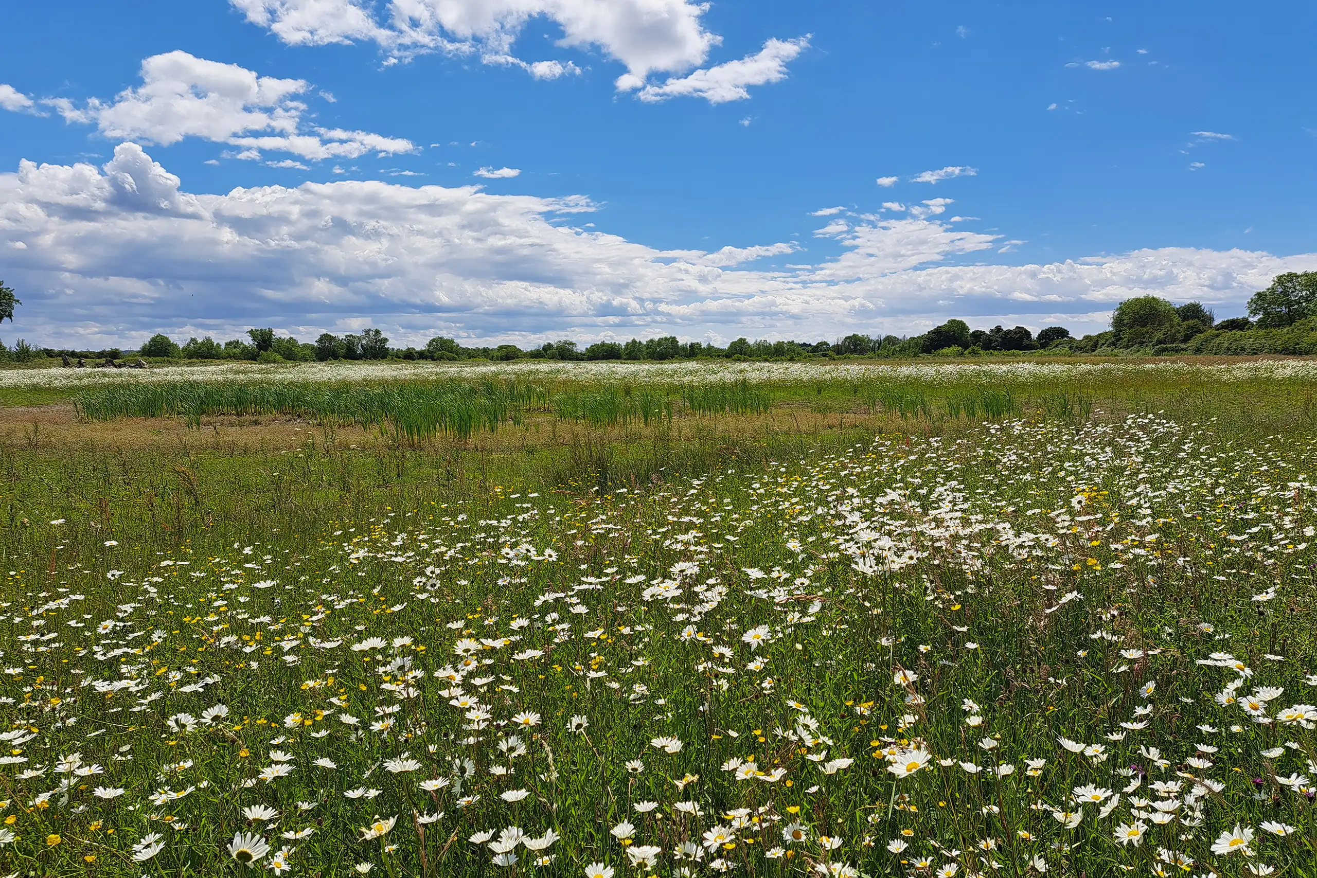 NPA ASEA completion news newly created wetland meadows in flower NPA ASEA completion news newly created wetland meadows in flower