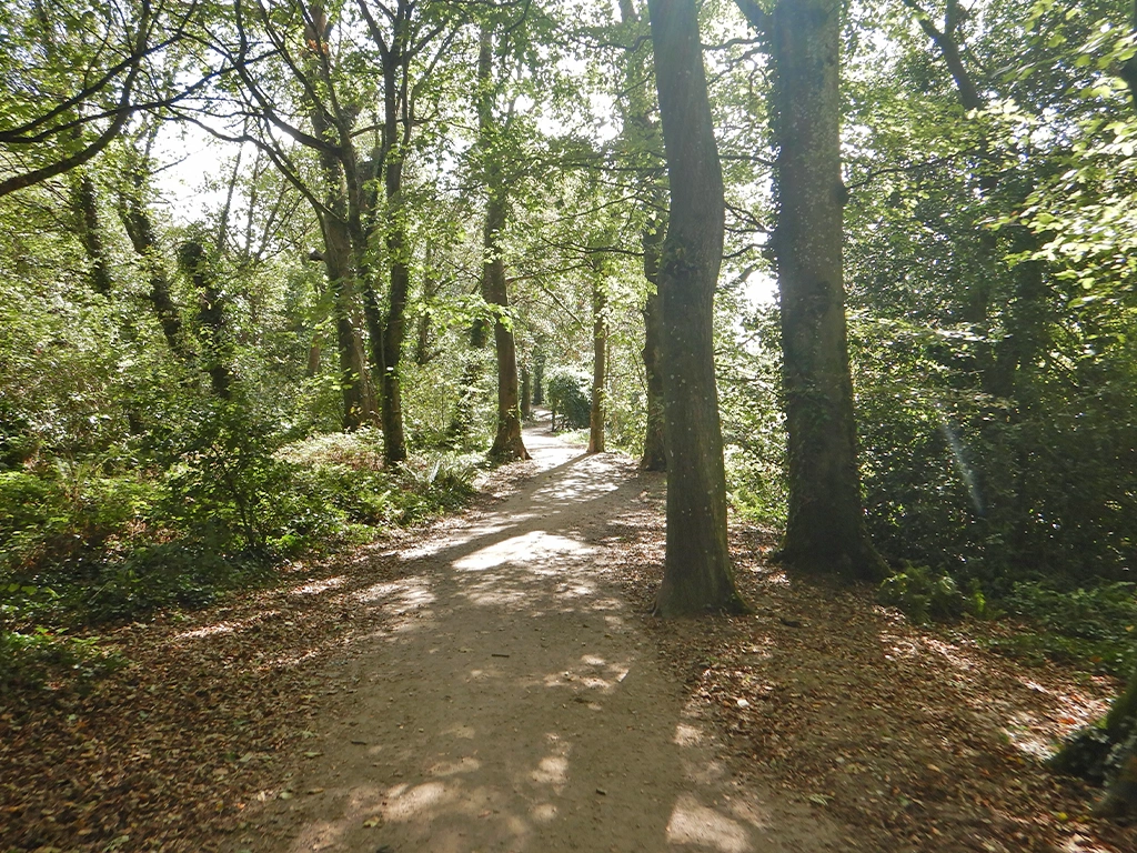 Woodland trail within Saltram East Country Park.