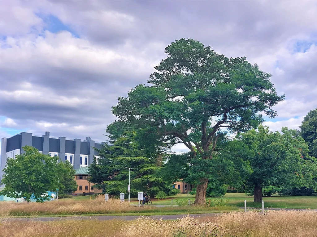Photograph of open parkland landscape at Whiteknights Campus, University of Reading.