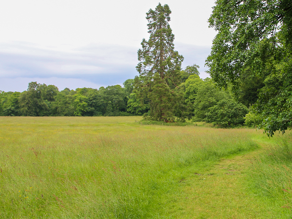 Open meadow landscape with mature trees at Fyne Court estate