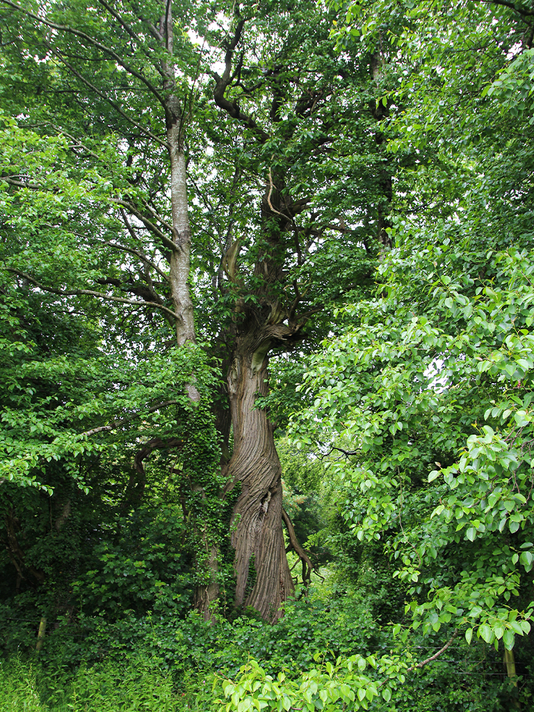 Veteran sweet chestnut tree within woodland at Fyne Court estate